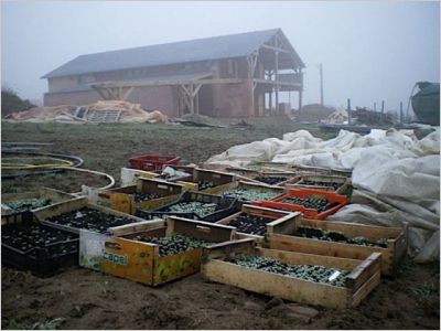 L�gumes bio