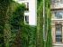 Rue