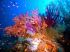 Le Parc naturel des r�cifs de Tubbataha