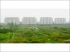 Shangwhy, m�tropole agricole