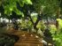 Un v�ritable jardin d'hiver 