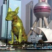 Un chien jaune au c?ur de Shanghai (diaporama)