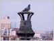pigeon