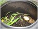 compost humus