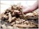 combustibles biomasse seches