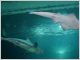 requin