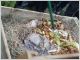 compost
