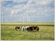 Iberdrola �olien �tats-Unis
