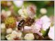 abeille