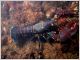 Homard europ�en