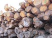Le bois illégal sous surveillance européenne