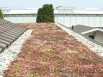 Une solution légère pour végétaliser extensivement les toitures
