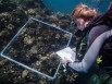 Garantir la survie des coraux