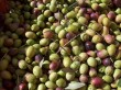 Un mortier l&eacute;ger &agrave; base de noyaux d'olives