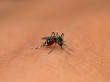 Soprema se lance dans la lutte contre le moustique ...
