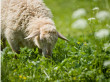 Pourquoi Leroy Merlin loue des moutons ?