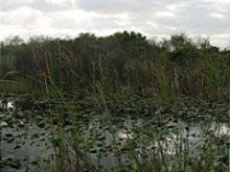 La Floride veut préserver les Everglades