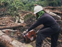 Filière bois&#160;: les premières mesures après ...