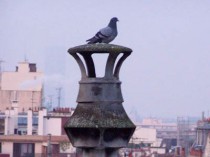 Des pigeons responsables d'une expulsion