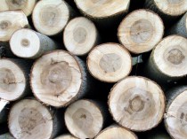 Le bois : des origines controversées