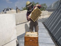 Le Grand Palais se couvre d'une ruche&#160;!
