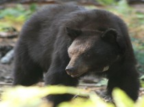 Un ours brun s'invite dans une maison