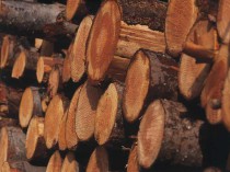 Les industriels du bois plaident pour une ...