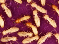 Modification de la méthode du diagnostic termites
