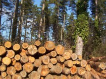Le bois à l'honneur dans nos régions