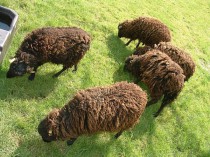 Des moutons en guise de tondeuse à gazon&#160;?