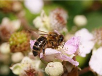 Deux cents mille abeilles au siège de Rabot ...