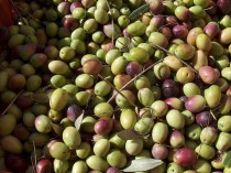 Un mortier léger à base de noyaux d'olives