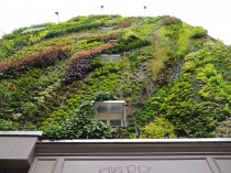 L'oasis d'Aboukir, un mur végétal au c&oelig;ur ...