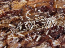 Termites&#160;: mieux vaut prévenir que guérir