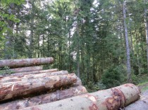 Traitement phytosanitaire&#160;: la filière bois ...