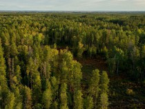 Pour les coopératives forestières, le bois doit ...