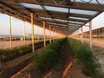 Quand agriculture et photovoltaïque se marient ...