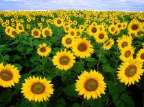 La tige de tournesol, l'isolant du futur&#160;?