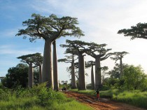 Madagascar:un consortium franco-africain ...