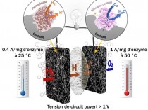 Les biopiles enzymatiques remplaceront-elles un ...