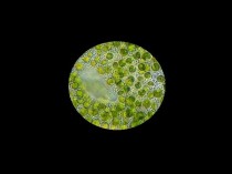 Les micro-algues sont capables de produire des ...