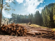 Présidentielle&#160;: la filière forêt-bois ...