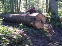 60 chênes sortis du bois permettront la ...