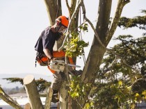 Croissance florissante pour le secteur du paysage ...