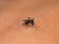 Soprema se lance dans la lutte contre le moustique ...