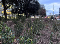 Bois de la Part-Dieu : la premi&egrave;re phase achev&eacute;e