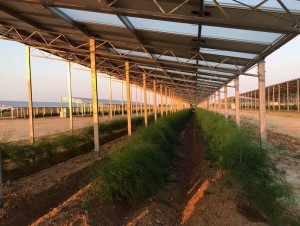 Quand agriculture et photovolta&iuml;que se marient ...