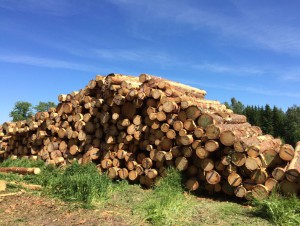 Les secrets de fabrication du finlandais Metsä ...