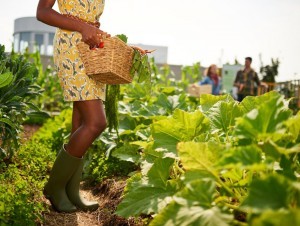 Agriculture urbaine : de nouveaux projets lauréats pour les quartiers populaires