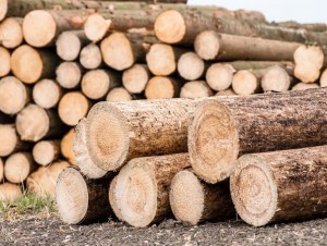 Filière bois : lancement d'un guide pour favoriser la ressource française dans le neuf